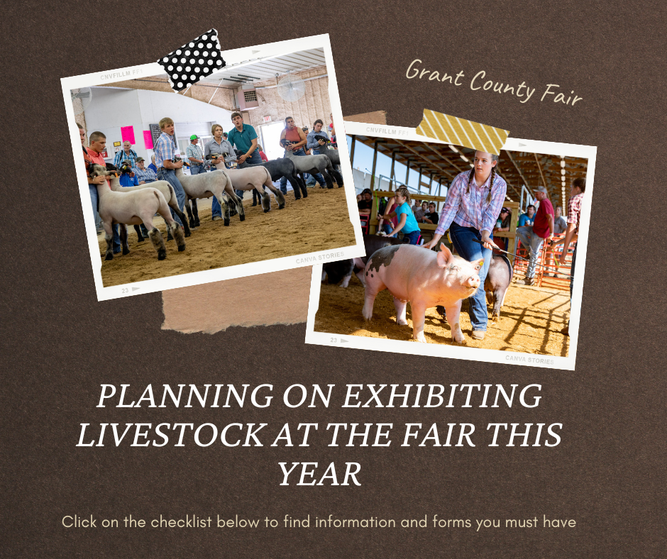 Planning on exhibiting livestock at the fair this year